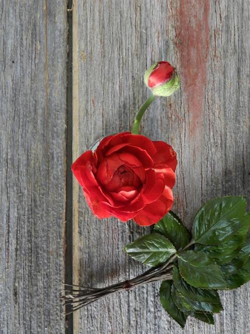 RED RANUNCULUS